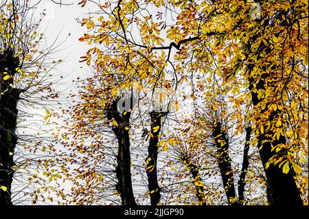 Trees in autumn; Bäume im Herbst Stock Photo