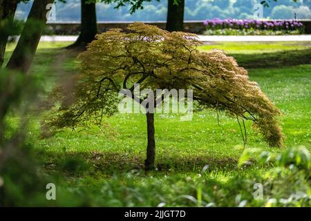 A beautiful shot of green foliage of weeping Japanese Maple tree (Acer palmatum) in park on sunny day Stock Photo