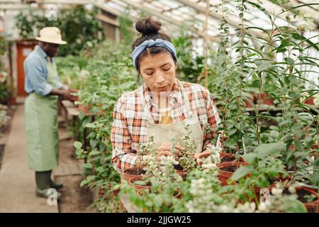 Young Hispanic woman working in modern greenhouse checking plants health and presence of bugs Stock Photo