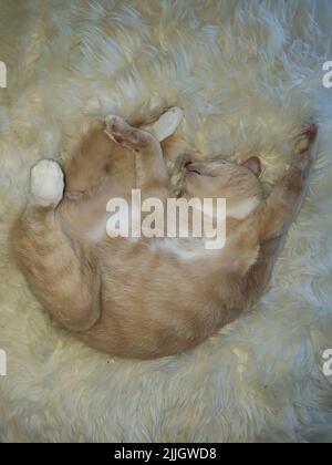 Cream Tabby Cat Sleeping on a Cozy Sheepskin Stock Photo