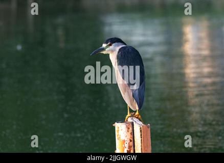 City birding brings male Night Heron on pond post at historic Fort Lowell Park in Tucson, Arizona, USA