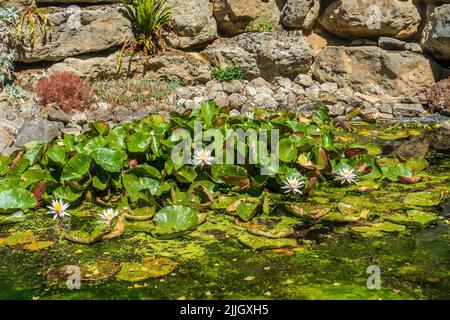 Water lily pond Rock Garden Doddington Place Gardens Doddington Kent England Stock Photo