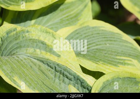 hosta plant in a decorative formal garden Stock Photo