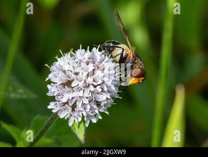 Pellucid fly (Volucella pellucens) a type of Hover Fly , feeding on water mint . Suffolk, UK Stock Photo
