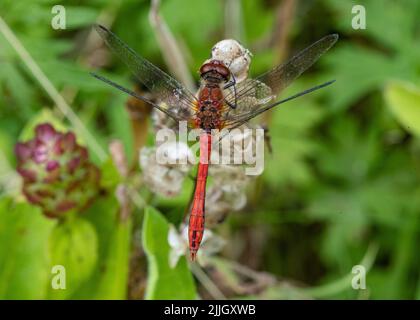 A close up shot of a Ruddy Darter Dragonfly (Sympetrum sanguineum) resting on a self heal flower . Suffolk, UK Stock Photo
