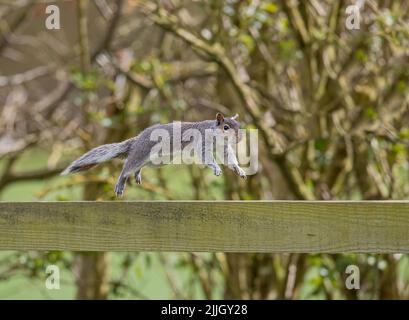 A cheeky Grey Squirrel , caught in mid air, taking a flying leap along a post and rail fence. Suffolk, UK Stock Photo