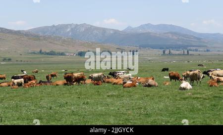The cows grazing and resting in the green field with mountains in the background Stock Photo