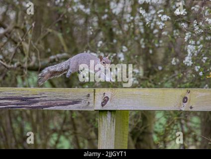 A Grey Squirrel , caught in mid air, taking a flying leap along a post and rail fence. Suffolk, UK Stock Photo