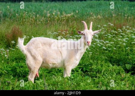 Full-length white goat in profile. Looks at the camera and chews grass Stock Photo