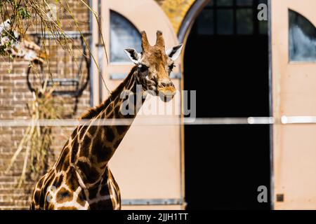 A giraffe has extended his neck and is looking in front of him in London Zoo Stock Photo