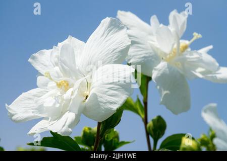 Beautiful, White, Blooms, Roses of Sharon, Hibiscus, Flower, Hibiscus syriacus 'Diana', Bloom Stock Photo