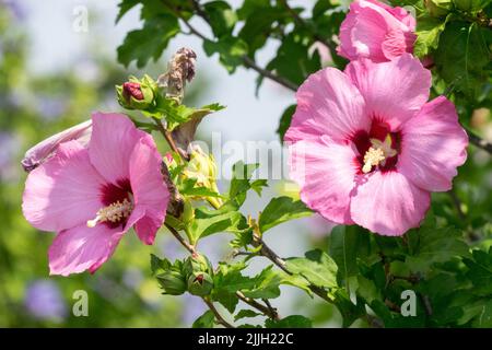 Flowering, Shrubby, Hibiscus Aphrodite, Pink, Hibiscus syriacus, Flower Roses of Sharon Stock Photo