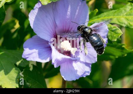 Large violet carpenter bee flying Xylocopa violace, Althea, Roses of Sharon flower Hibiscus 'Oiseau Bleu' Hibiscus syriacus Oiseau Bleu, pollen on bee Stock Photo