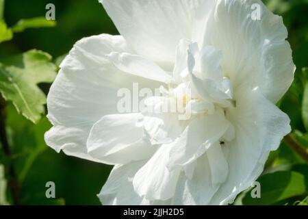 Hibiscus "White Chiffon",Hibiscus syriacus "White Chiffon", Roses of Sharon Flower Close up,White,Althea Stock Photo