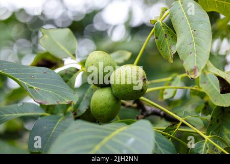 A portrait of a few healthy but still unripe walnuts still in their green peel or shell hanging on a walnut tree. The growing fruit will be ready soon Stock Photo