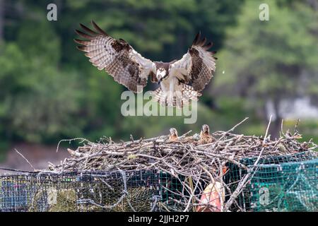 Osprey, Pandion haliaetus, female with herb two chics on nest built on lobster traps near Boothbay Harbor, Maine Stock Photo