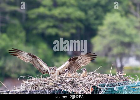Osprey, Pandion haliaetus, female with herb two chics on nest built on lobster traps near Boothbay Harbor, Maine Stock Photo