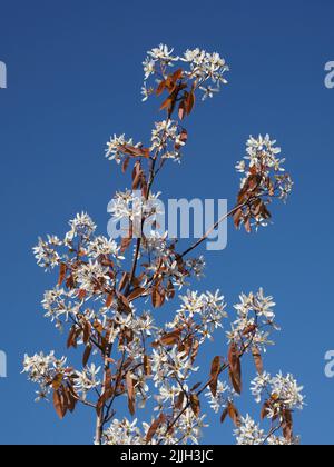Close up of the white blossom & bronze coloured leaves on a Amelanchier Lamarckii, snowy mespilus, shadbush, small tree, against a cloudless blue sky. Stock Photo