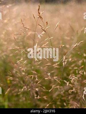 Apera spica-venti, the Loose Silky-Bent, common Windgrass in closeup Stock Photo
