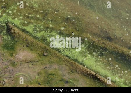 Dark green colored algae that fill the lake. Stock Photo