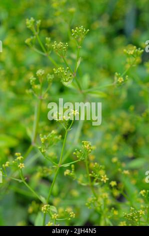 Rubia tinctorum, the rose madder or common madder or dyer's madder Stock Photo