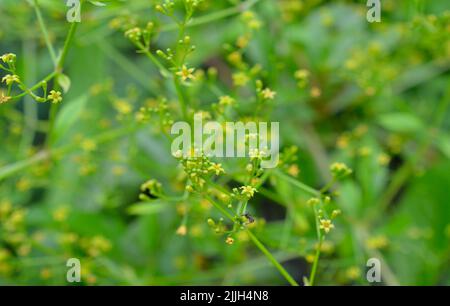 Rubia tinctorum, the rose madder or common madder or dyer's madder Stock Photo