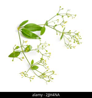 Rubia tinctorum, the rose madder or common madder or dyer's madder. Isolated on white background, Stock Photo