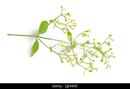 Rubia tinctorum, the rose madder or common madder or dyer's madder. Isolated on white background, Stock Photo