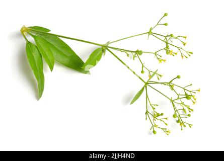 Rubia tinctorum, the rose madder or common madder or dyer's madder. Isolated on white background, Stock Photo