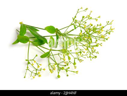 Rubia tinctorum, the rose madder or common madder or dyer's madder. Isolated on white background, Stock Photo