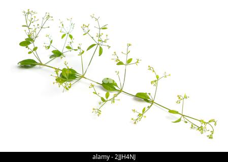 Rubia tinctorum, the rose madder or common madder or dyer's madder. Isolated on white background, Stock Photo