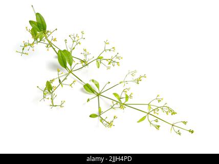 Rubia tinctorum, the rose madder or common madder or dyer's madder. Isolated on white background, Stock Photo