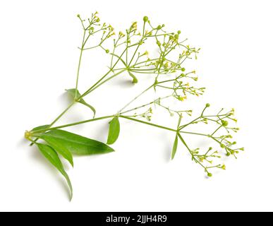 Rubia tinctorum, the rose madder or common madder or dyer's madder. Isolated on white background, Stock Photo