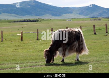 White and brown yak on the mongolian field. Bos grunniens, in a rural area near Kharakhorum, Mongolia. The wild yak (Bos mutus) is a large, wild cattl Stock Photo