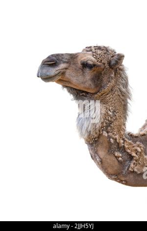 Close-up of a camel's head on a white background. Camel isolated on white background side view. Stock Photo