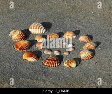 many shells of the same type that form a spiral from the smallest to the largest on the sand of the beach in summer Stock Photo