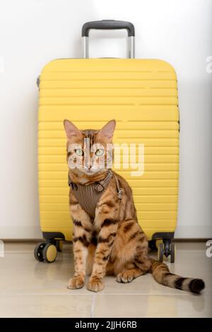 Bengal cat in a harness and a yellow suitcase. Vertical shot. Stock Photo