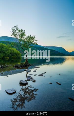 Lone Tree on Llyn Padarn lake in LLanberis at dawn, Wales, UK Stock Photo