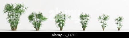 3d illustration of set plant isolated on white background Stock Photo