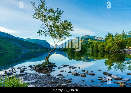 Lone Tree on Llyn Padarn lake in LLanberis at dawn, Wales, UK Stock Photo