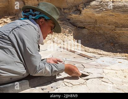 Kemmerer, Wyoming - Fossil Butte National Monument. Dawn Allen-Carlson, a Park Service paleontologist, carefully excavates fossils in a small quarry. Stock Photo