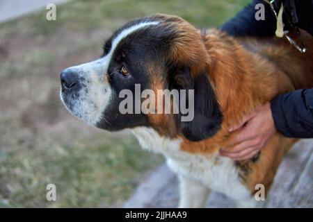 hands holding calm saint bernard dog in profile. closeup capture, selective focus Stock Photo