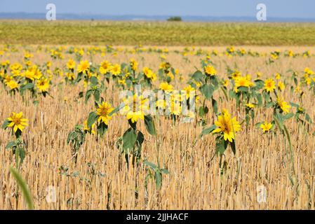 Small sunflowers growing on field of harvested wheat Stock Photo