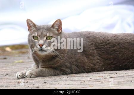cat lying on the ground Stock Photo