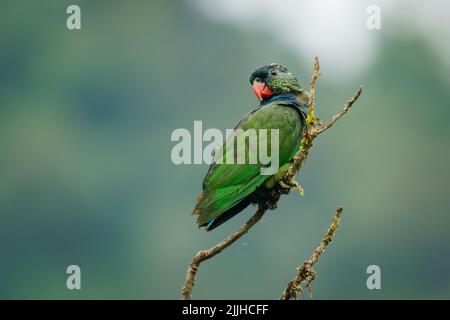Red-billed Parrot (Pionus sordidus) sitting on the branch with far green background. Little parrot with nice background in Ecuador. Stock Photo