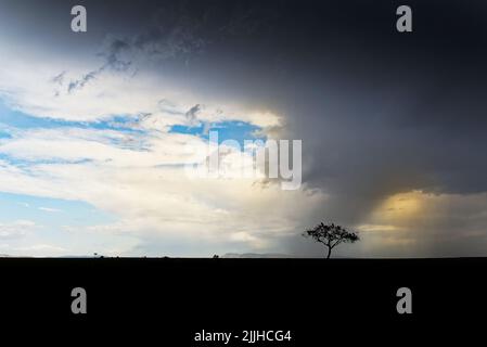 Beautiful scenery in Masai Mara. African savanna and one tree in the background, storm, black and dark clouds, rain and blue sky in the background. Stock Photo