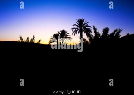 Beautiful sunset behind the Sahara desert. Blue, yellow and orange sky in the background, silhouettes of palm treed in the foreground, typical saharan Stock Photo