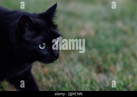 black cat looking right, walking, prowling on grass Stock Photo