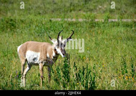 Antelope Enjoying the flowers, in Custer State Park, South Dakota. Stock Photo