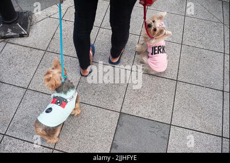 12.03.2020, Singapore, Republic of Singapore, Asia - Two dressed-up Yorkshire Terriers on the leash during dog walking wait on the footpath. Stock Photo